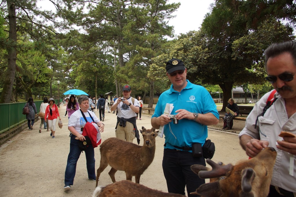 Les cerfs de Nara - 03/05/2016